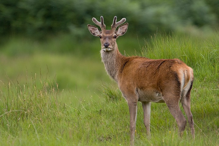 Rothirsch Cervus elaphus